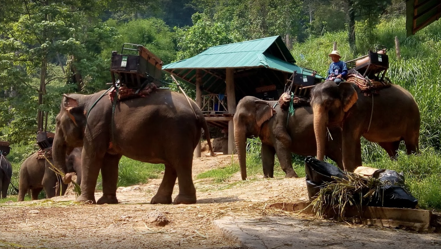 Mae Sa Elephant Camp