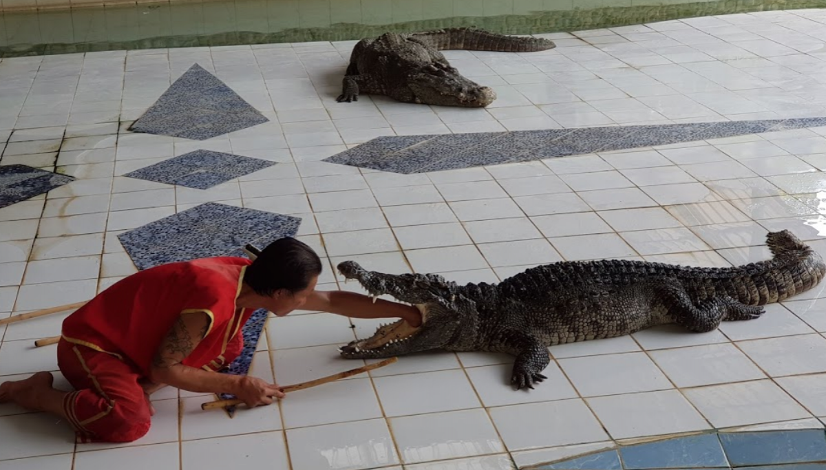 Mae Rim Crocodile Show