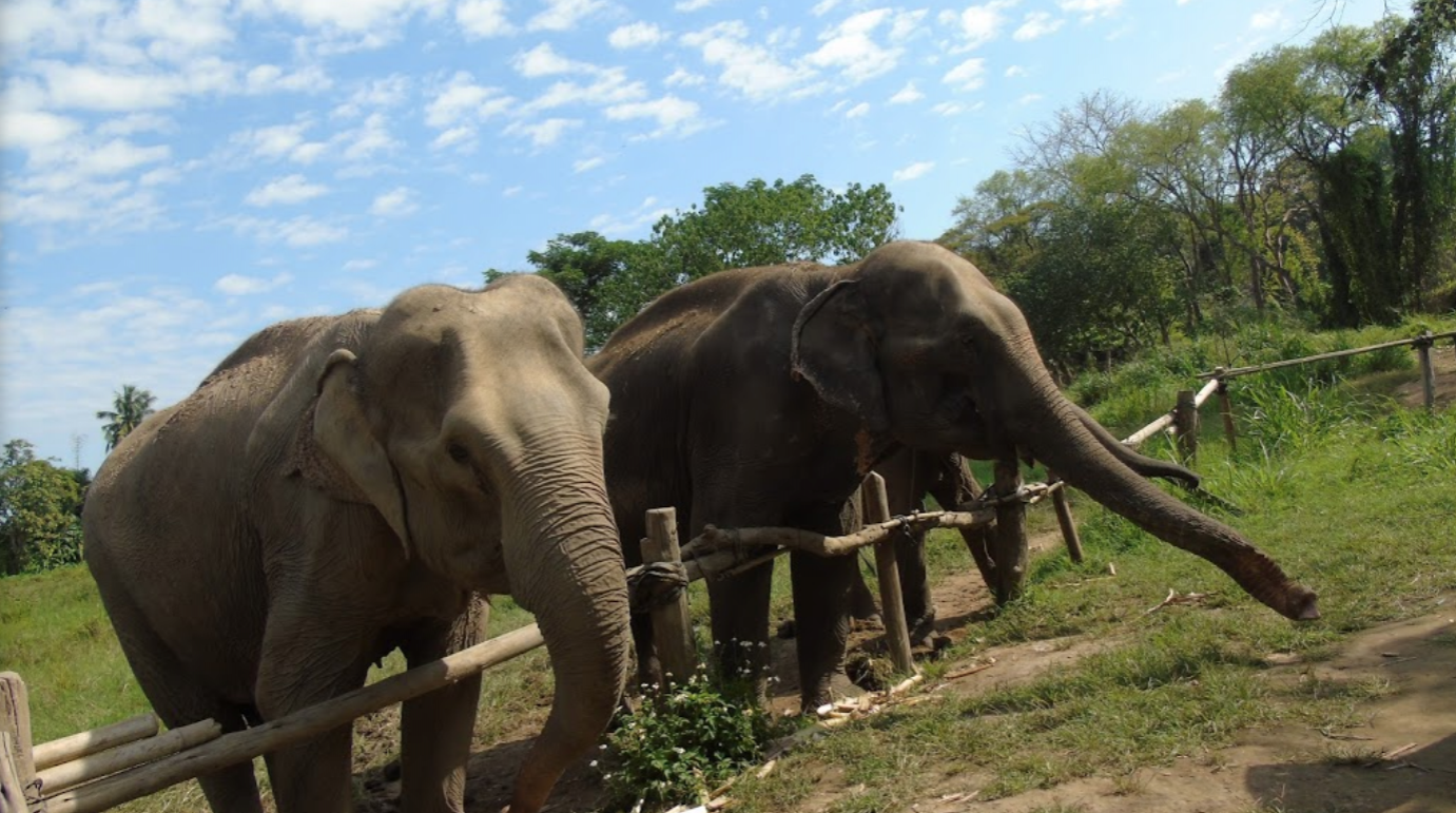 Mae Ram Elephant Rescued Park