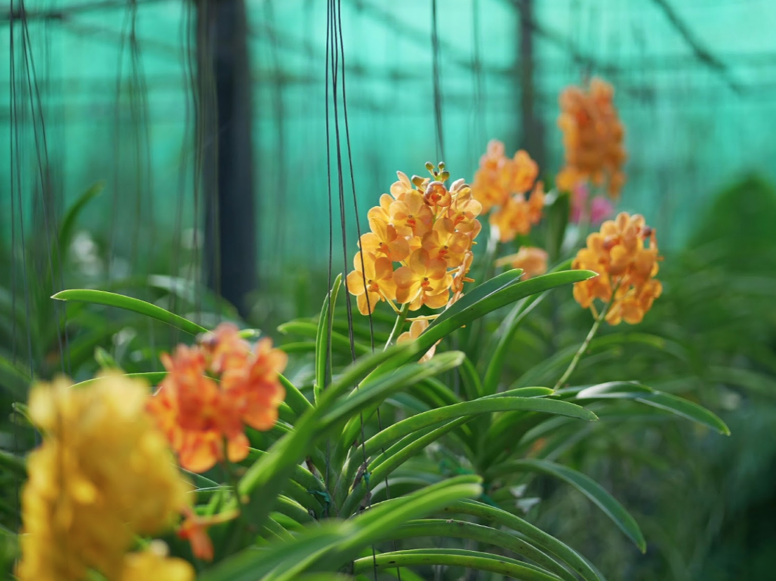 Sai Nam Phung orchid farm
